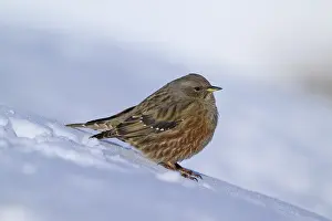 Brown bird sitting on snow, wintry mood