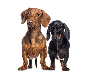 Brown and black dachshunds standing together on a white background