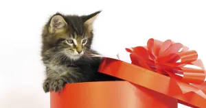 Brown Blotched Tabby Maine Coon