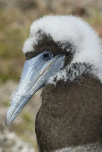 Brown booby, Brown Booby, Brown Booby