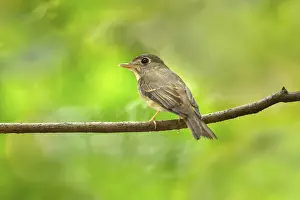Brown-breasted Flycatcher (Muscicapa muttui) perched on a branch