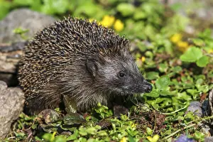 Brown-breasted hedgehog (Erinaceus europaeus)