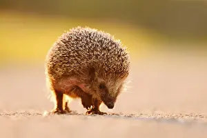 Brown-breasted hedgehog or Western European hedgehog (Erinaceus europaeus)