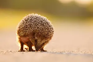 Brown-breasted hedgehog or Western European hedgehog (Erinaceus europaeus)