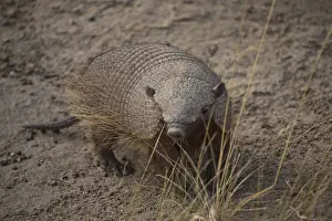 Brown-bristled armadillo (Chaetophractus villosus)