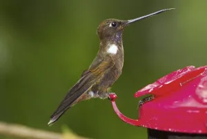Brown brown inca (Coeligena wilsoni)