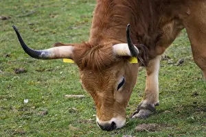 Brown bull eating grass. (Bos primigenius taurus)