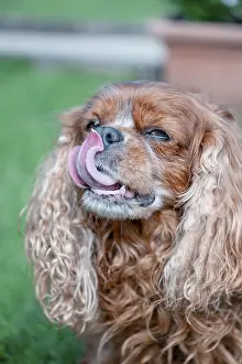 Brown Cavalier King Charles Spaniel with tongue sticking out on a green lawn