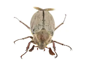 Brown chafer beetle isolated on white background