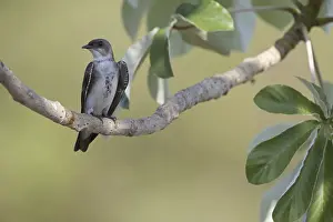 Brown-chested Martin (Phaeoprogne tapera)