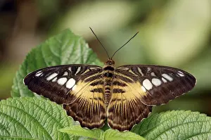 Brown Clipper (Parthenos sylvia brown)