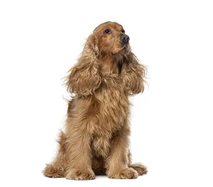 Brown cocker spaniel dog sitting waiting attentively on white background