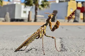 Brown Colored Adult Smart Insect Mantis Religiosa
