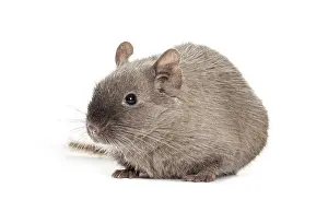 Brown Common degu, Octodon degus