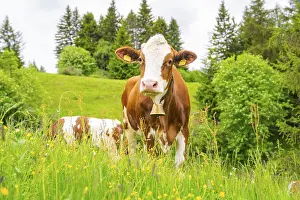 Brown cow with bell standing on a green meadow full of yellow flowers