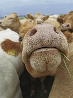 Brown cow (bos taurus) sniffs curiously at the camera
