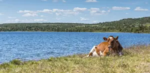 Brown cow laying on the grass near the beach of a fjord in Norway