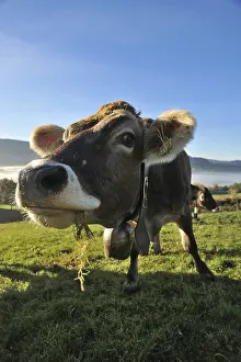 Brown cow on pasture, Weitnau, Upper Allgaeu