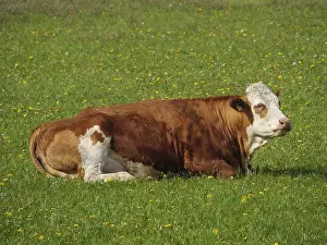 A brown cow is resting on a green field surrounded by dandelions and nature