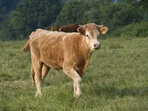 A brown cow stands on a green field with trees in the background