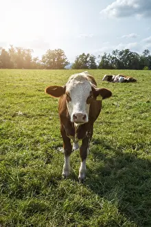 Brown cows on the green field in Bayern