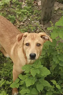 A brown dog in a garden in Cotacachi, Ecuador