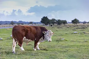 Brown domestic cattle, cow, (Bos primigenius taurus)