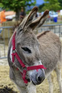 Brown donkey with red halter stands in the foreground