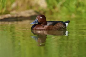 Brown duck calmly swimming along the green shore