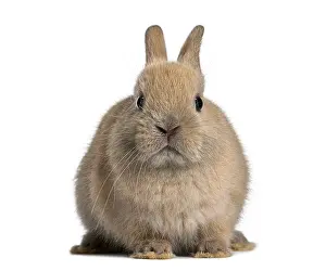 Brown dwarf rabbit sitting with furry body and long ears on a pure white background