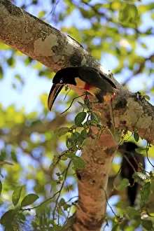 Brown-eared macaw, adult, Pantanal