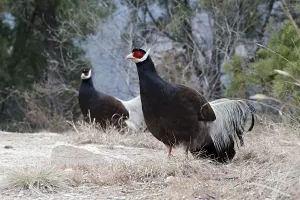 Brown Eared-pheasant (Crossoptilon mantchuricum) two adults