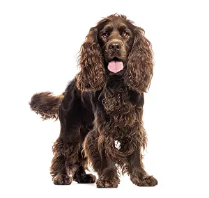 Brown English Cocker Spaniel panting tongue out and looking at the camera