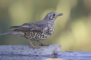 A brown-feathered mistle thrush