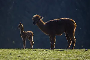 A Brown female Alpaca (Vicugna pacos) with her newborn baby standing against a dark background in backlit condition