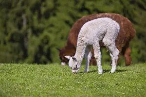 One brown female Alpaca (Vicugna pacos) stands with her young on a fresh green meadow
