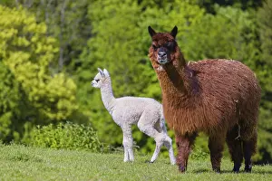 One brown female Alpaca (Vicugna pacos) stands with her young on a fresh green meadow