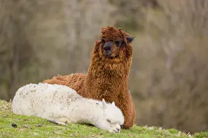 A brown female Alpaca (Vicugna pacos) and its white young rest on a green meadow