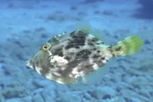 Brown filefish (Stephanolepis hispidus)