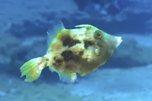 Brown filefish (Stephanolepis hispidus)