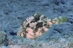 Brown filefish (Stephanolepis hispidus)