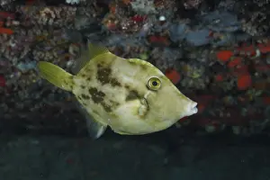Brown filefish (Stephanolepis hispidus)