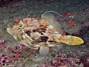 Brown filefish (Stephanolepis hispidus)