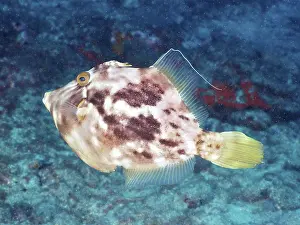 Brown filefish (Stephanolepis hispidus)