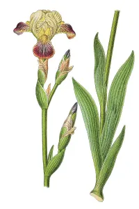 Brown-flowered iris (Iris squalens)