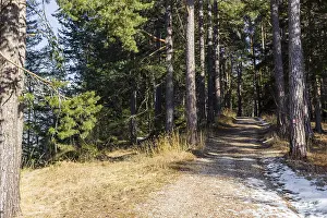 Brown footpath in a forest of green pines and firs on Dolomites snowy mountains in winter