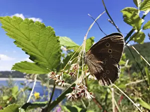 A brown forest bird (aphantopus hyperantus) sitting on a plant in front of a lake