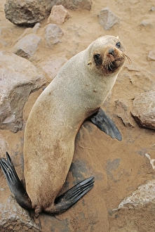 Brown fur seal(Arctocephalus pusillus pusillus)