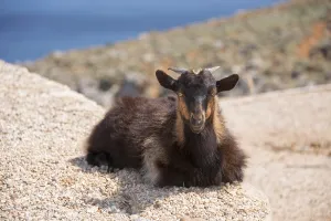 A brown goat lying relaxed on a rock in nature