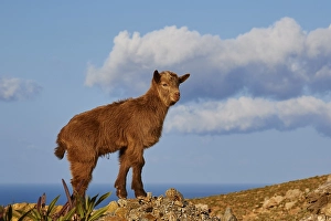 Brown goatling, close, sea, clouds